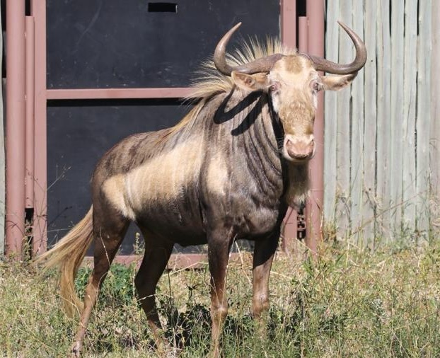26 1/8" King Wildebeest bull